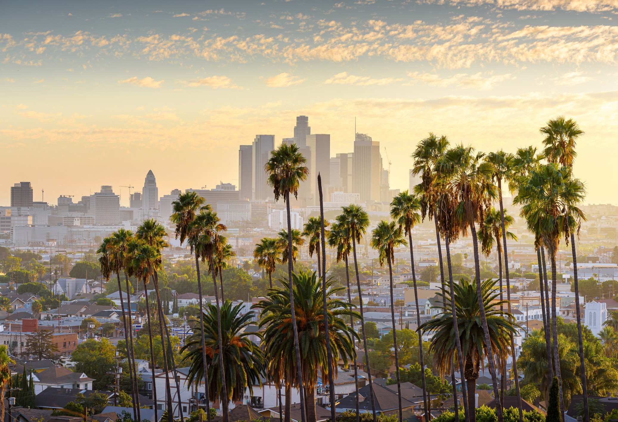 Los Angeles skyline with palm trees and houses in the foreground