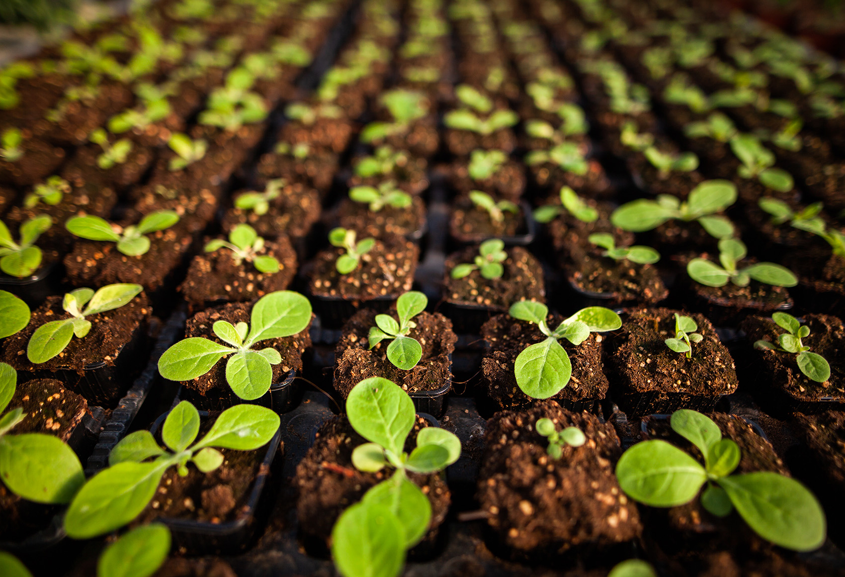 Learning and Professional Development A block of seedlings in separate pots