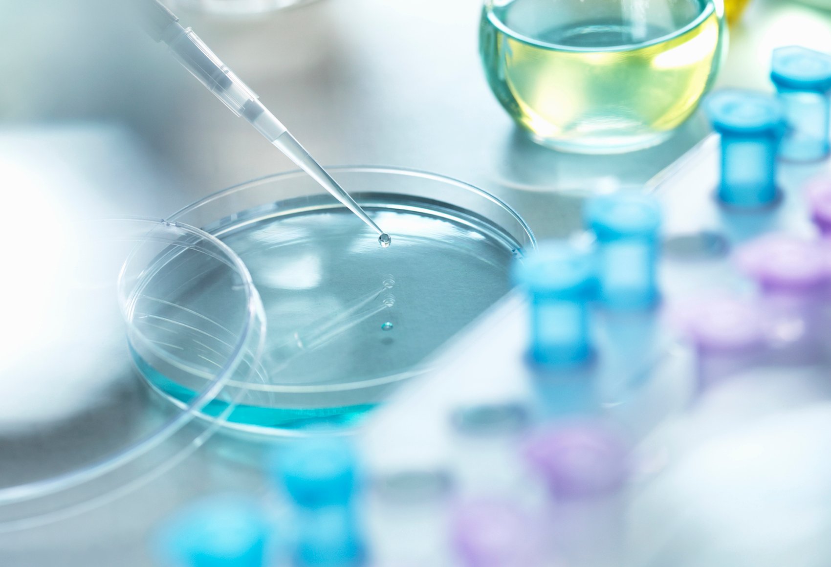 A droplet of solution being squeezed out a pipette onto a petri dish