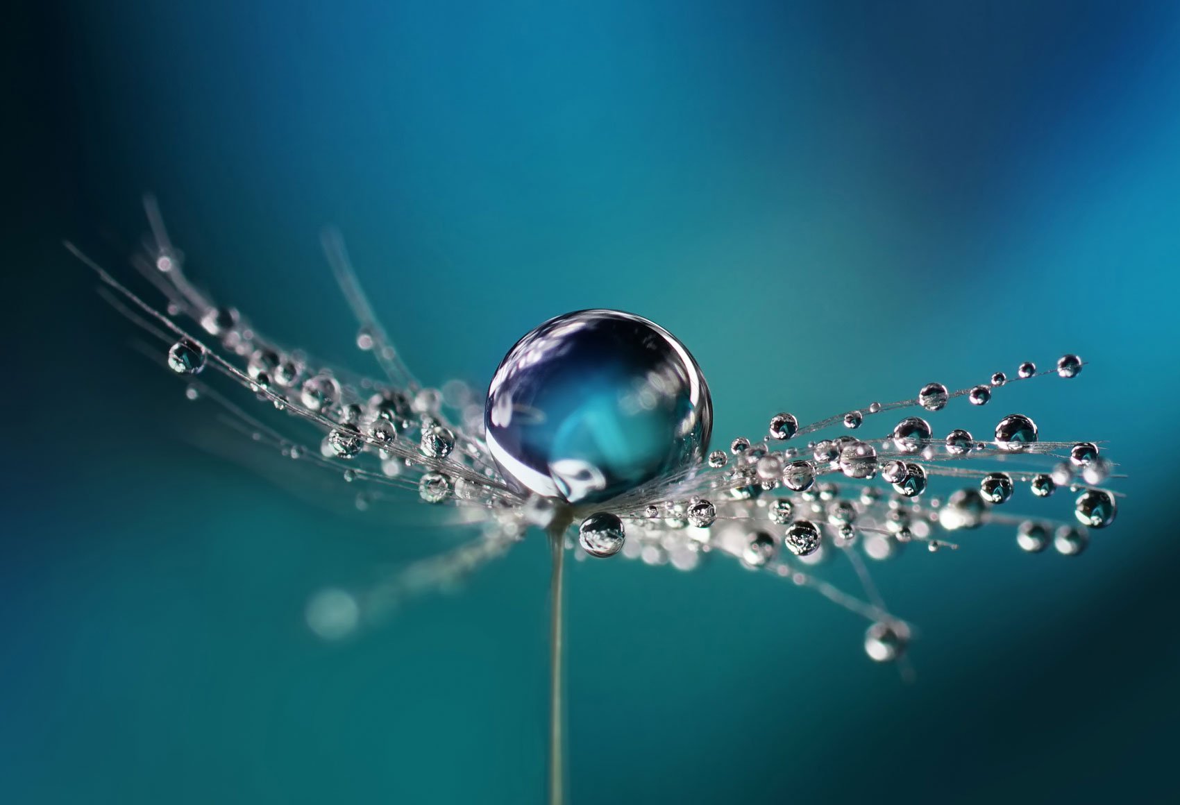 A droplet of water falling onto a flower