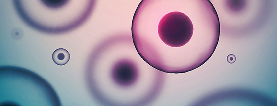 Cells under a microscope