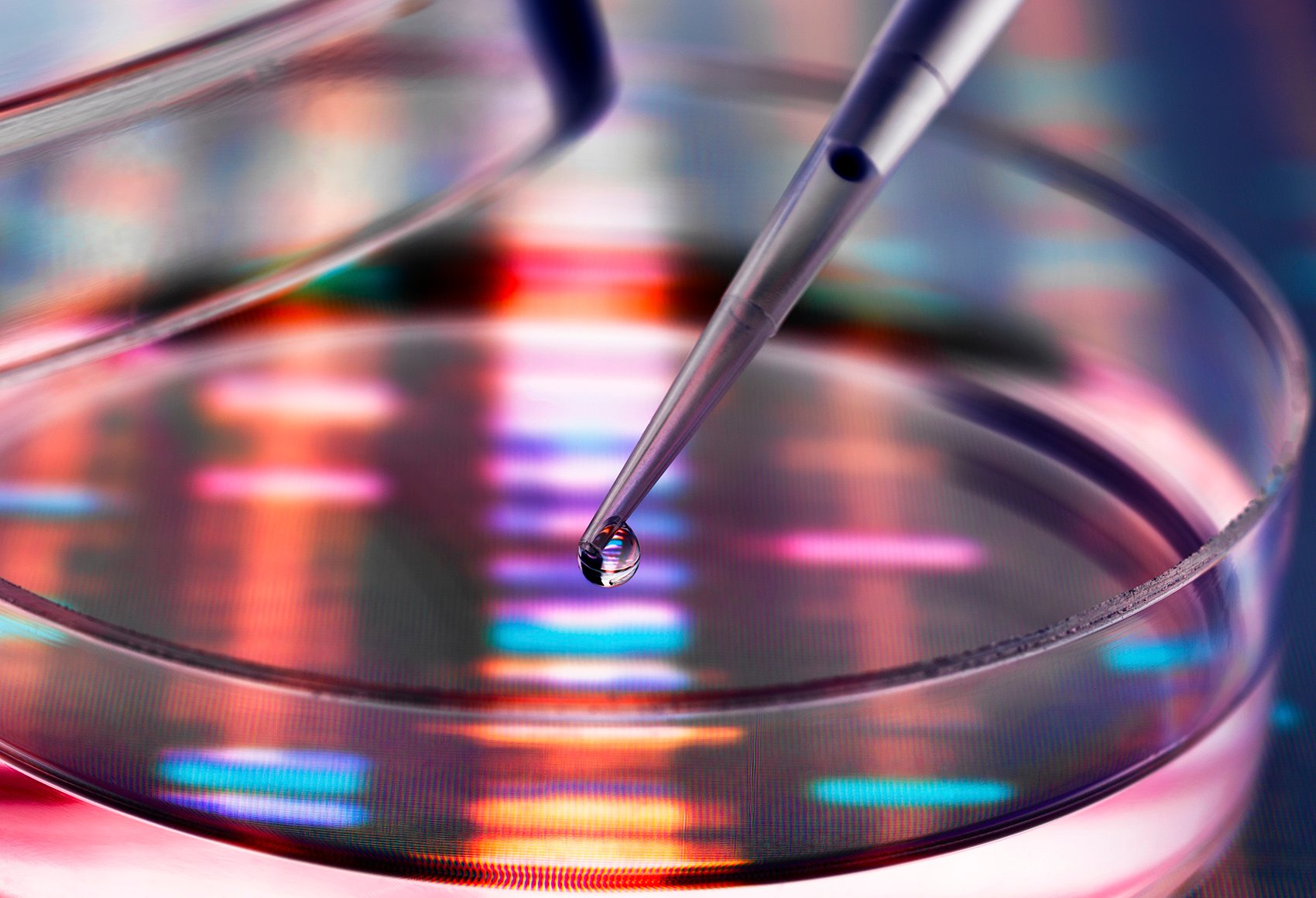 Pipette in a petri dish