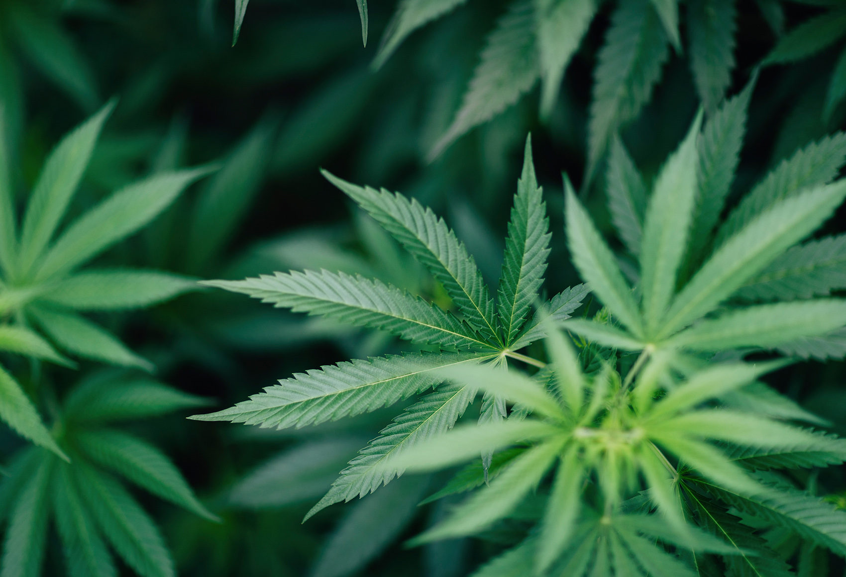 A crop of cannabis plants with the focal point being on a single plant