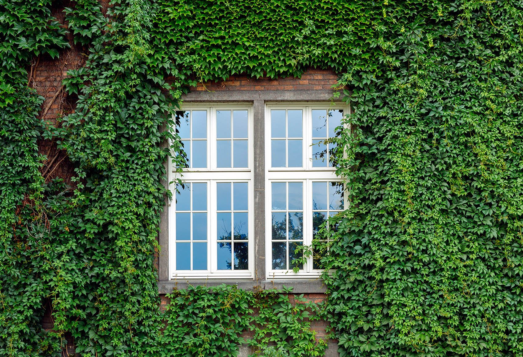 A window on a house surrounded by green ivy